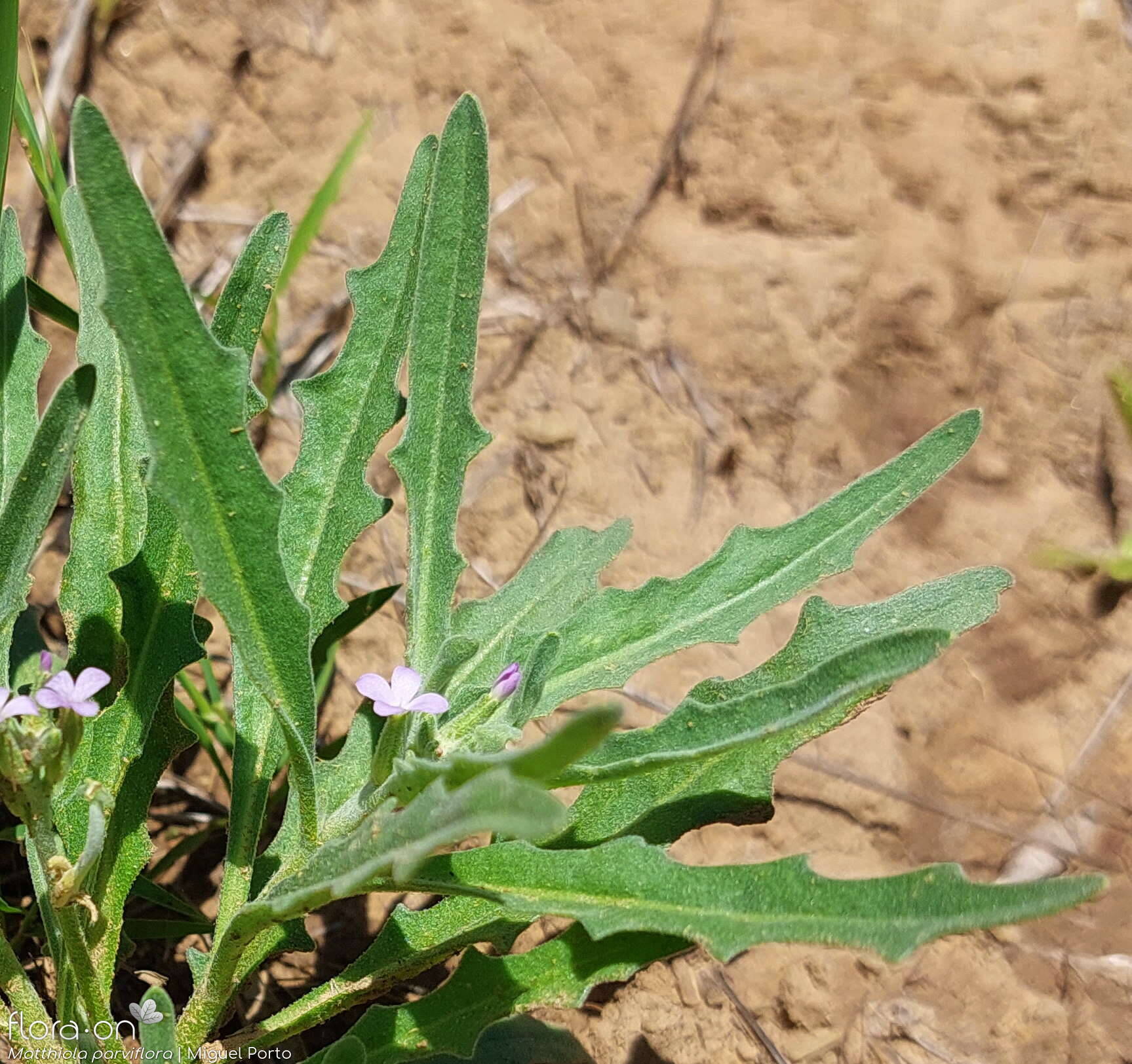 Matthiola parviflora - Flor (geral) | Miguel Porto; CC BY-NC 4.0