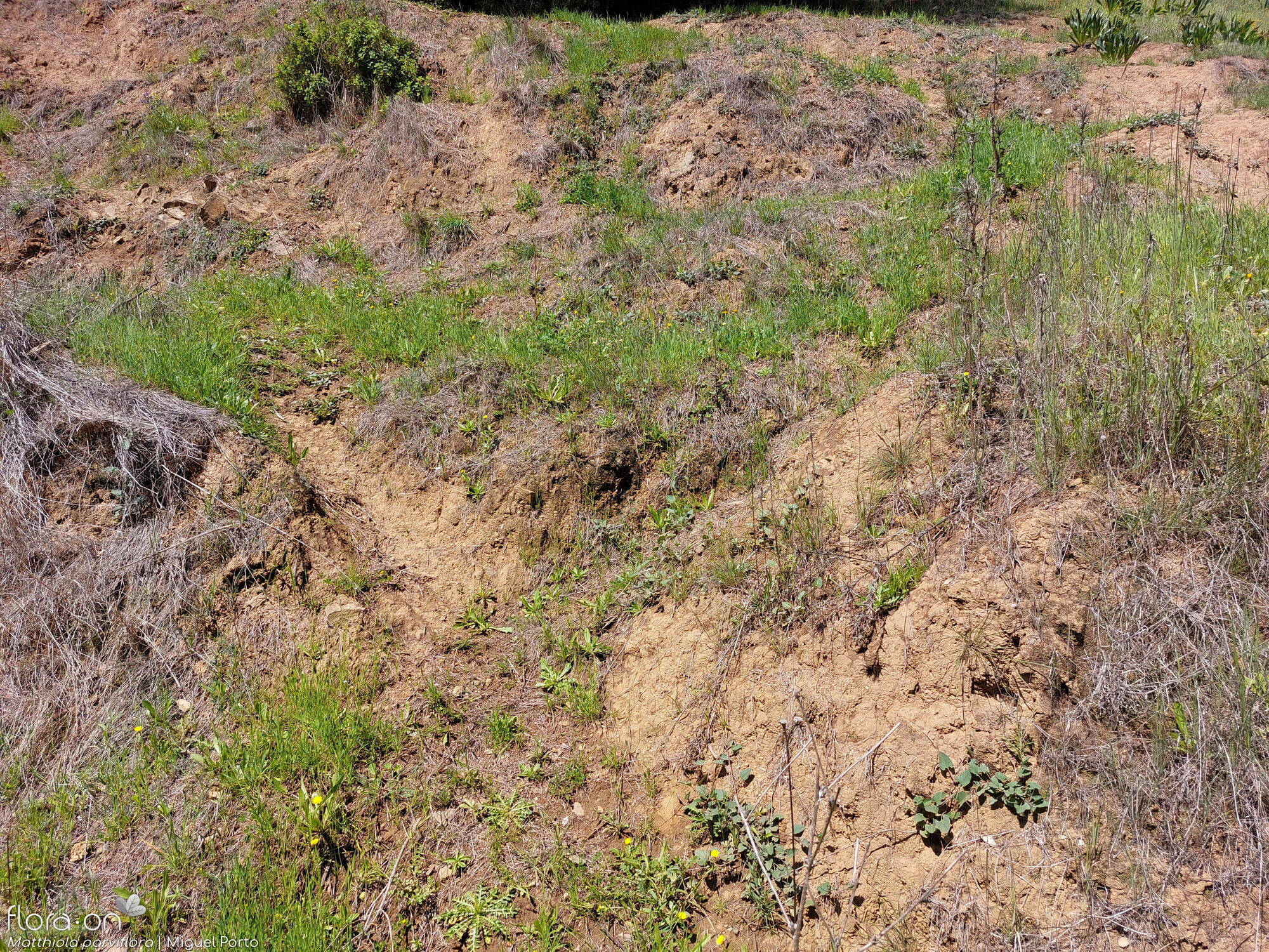 Matthiola parviflora - Habitat | Miguel Porto; CC BY-NC 4.0