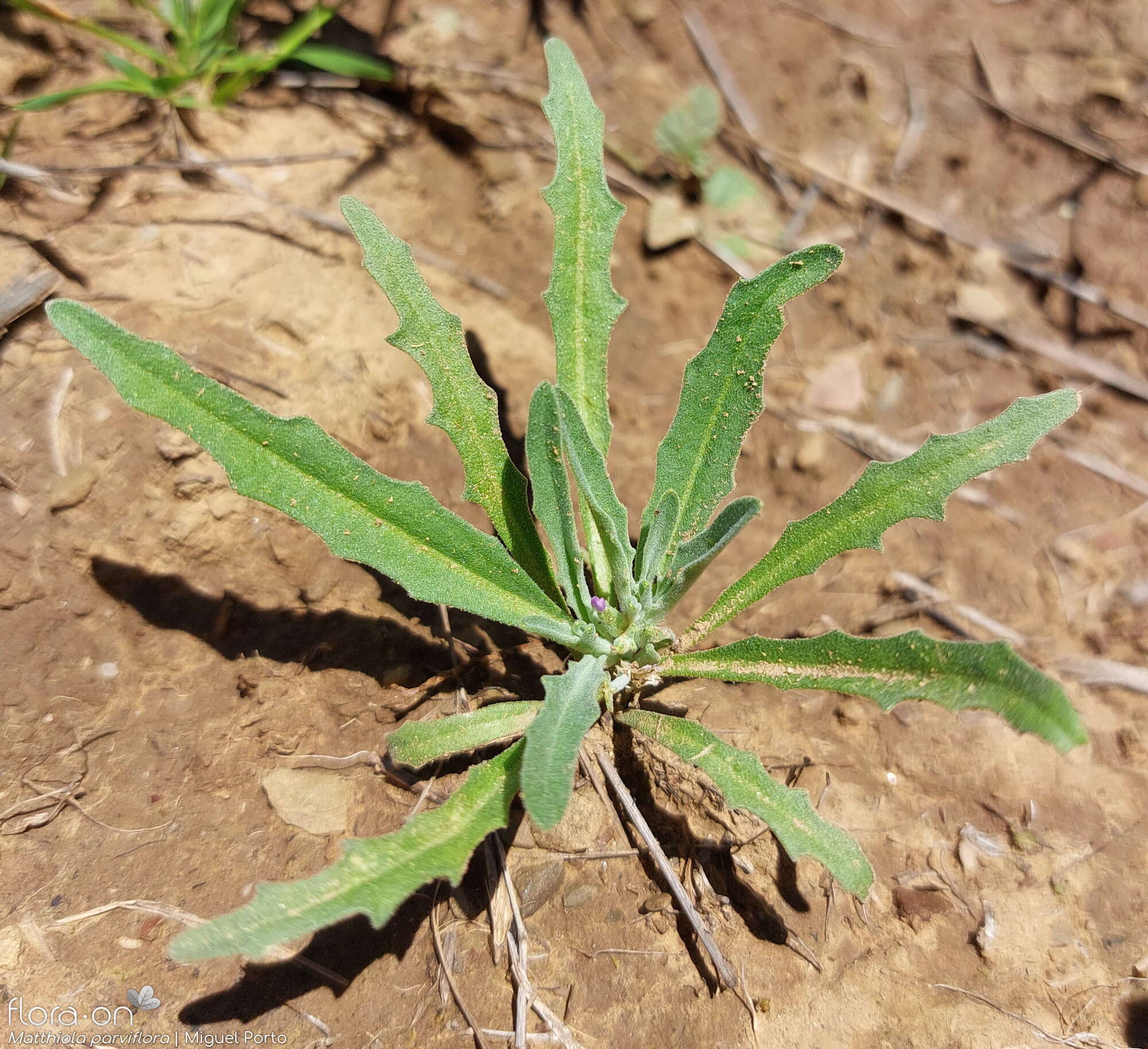 Matthiola parviflora - Folha (geral) | Miguel Porto; CC BY-NC 4.0