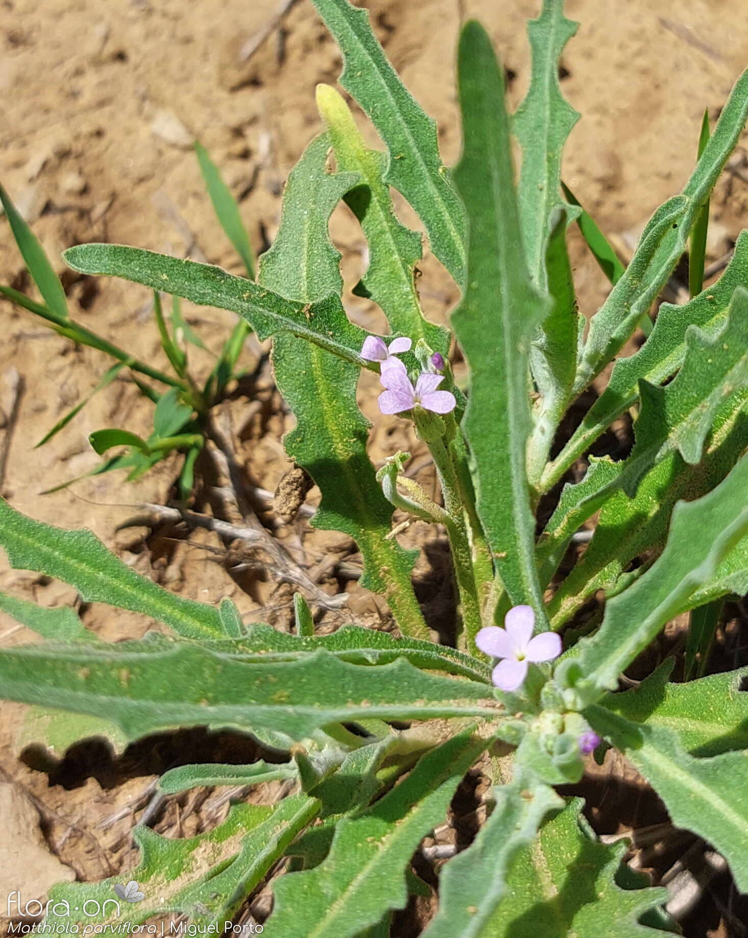 Matthiola parviflora - Flor (geral) | Miguel Porto; CC BY-NC 4.0