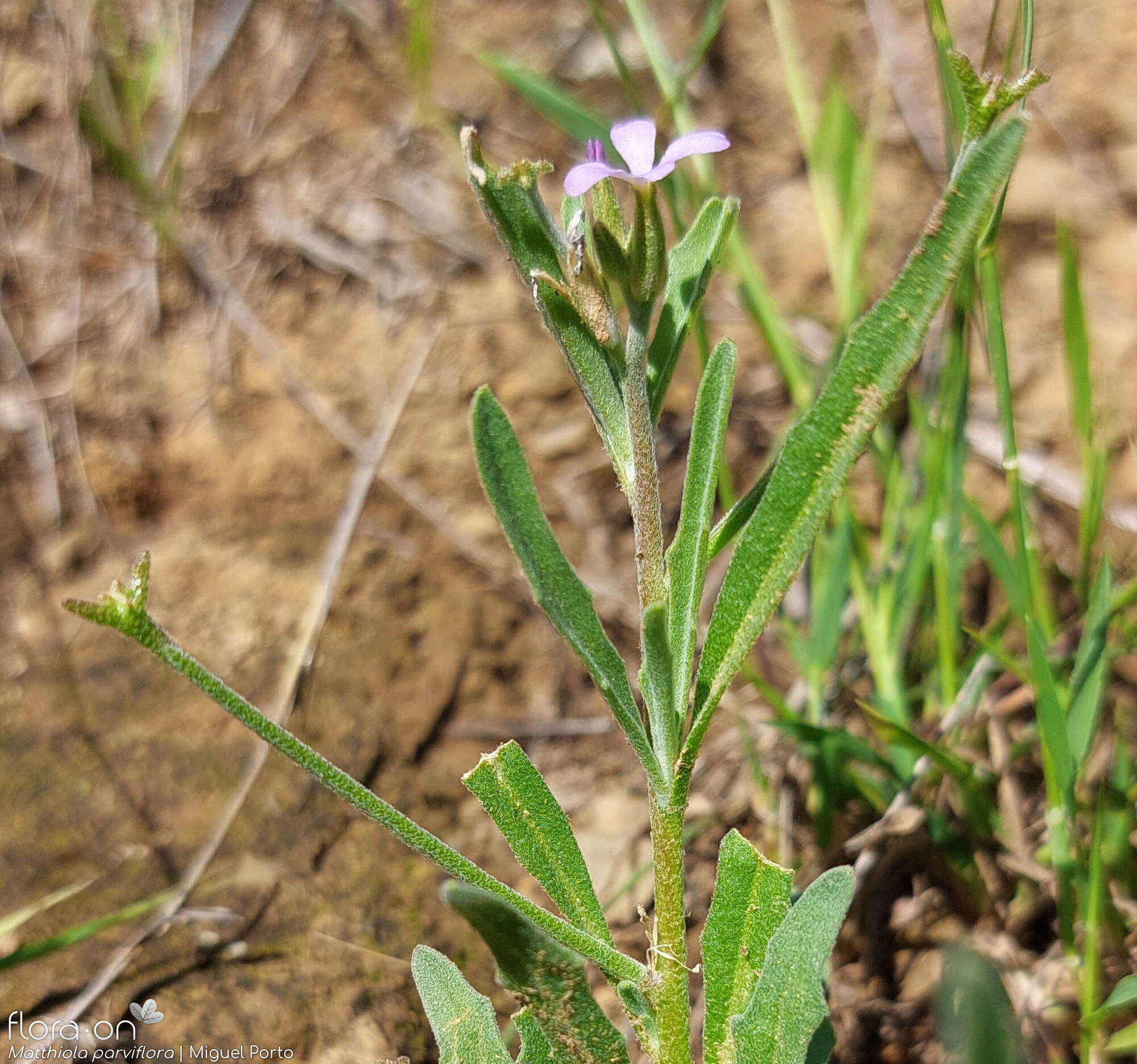 Matthiola parviflora - Flor (geral) | Miguel Porto; CC BY-NC 4.0