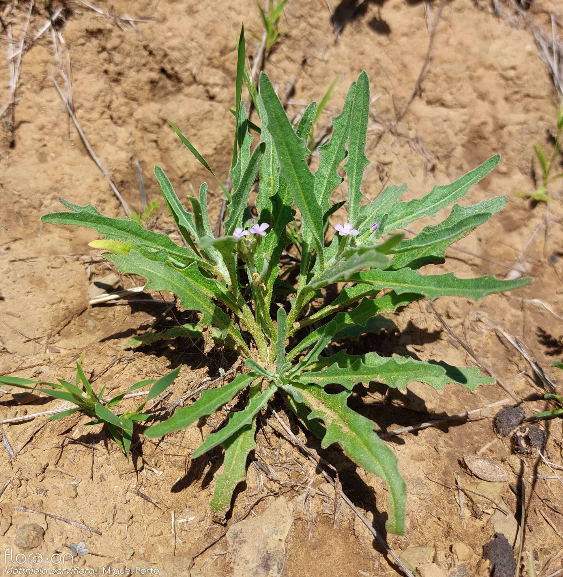 Matthiola parviflora - Hábito | Miguel Porto; CC BY-NC 4.0