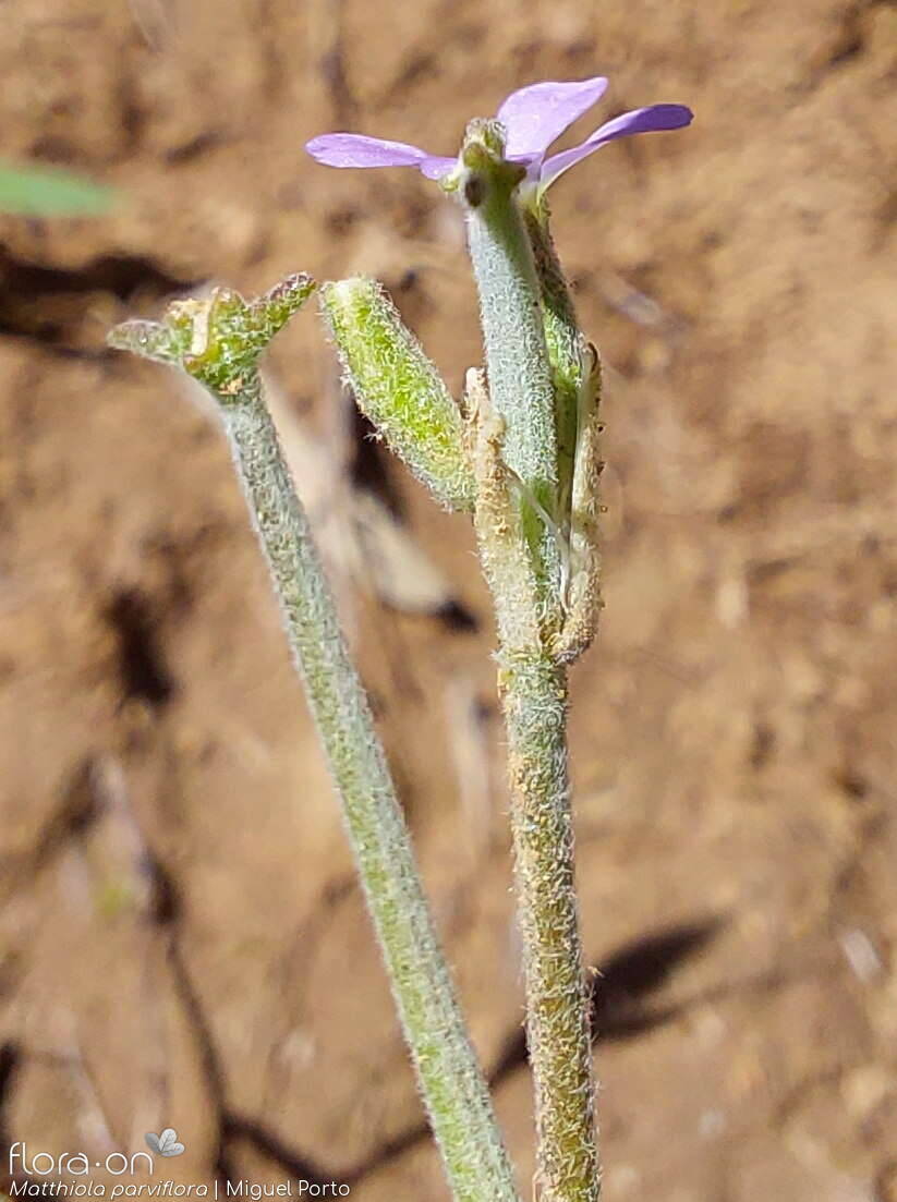 Matthiola parviflora - Fruto | Miguel Porto; CC BY-NC 4.0