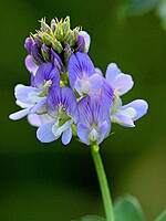Medicago sativa
