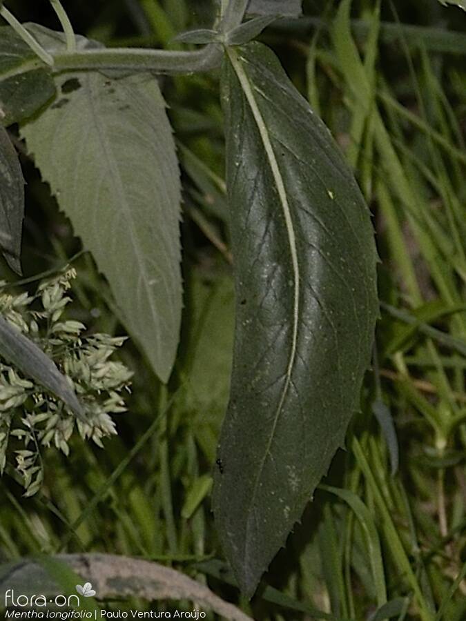 Mentha longifolia - Folha | Paulo Ventura Araújo; CC BY-NC 4.0