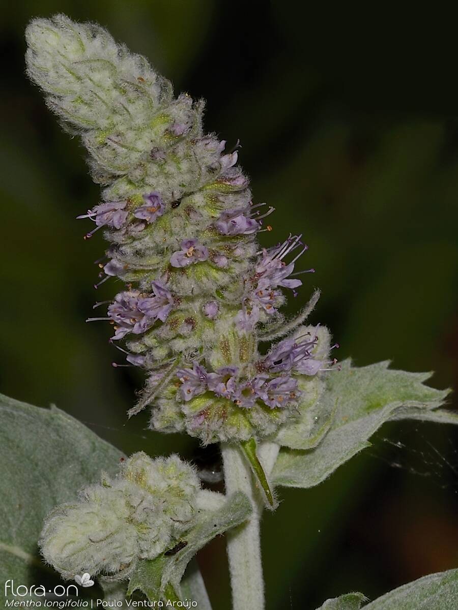Mentha longifolia - Flor (geral) | Paulo Ventura Araújo; CC BY-NC 4.0