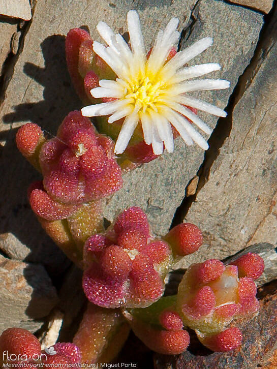 Mesembryanthemum nodiflorum - Flor (geral) | Miguel Porto; CC BY-NC 4.0