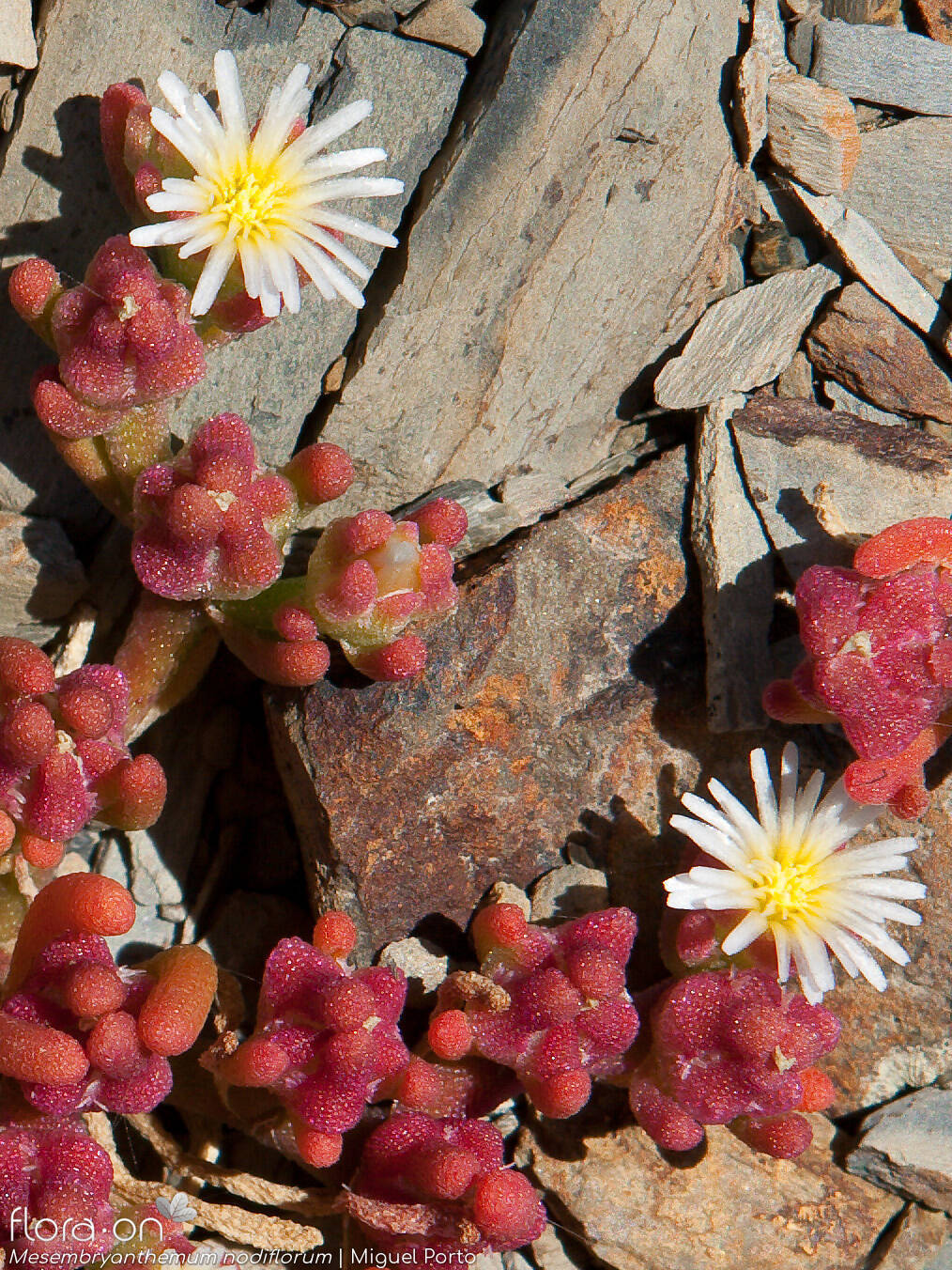 Mesembryanthemum nodiflorum - Flor (geral) | Miguel Porto; CC BY-NC 4.0