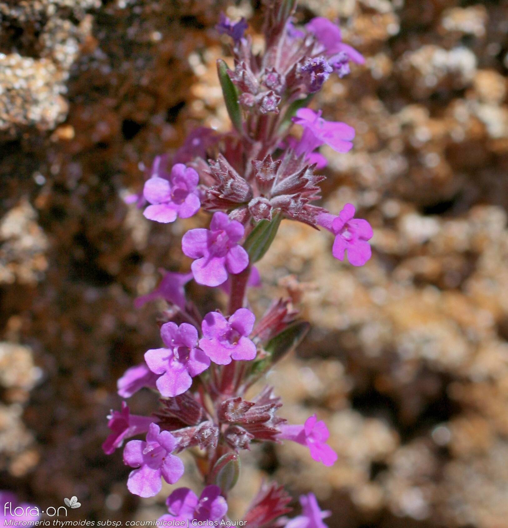 Micromeria thymoides - Flor (close-up) | Carlos Aguiar; CC BY-NC 4.0