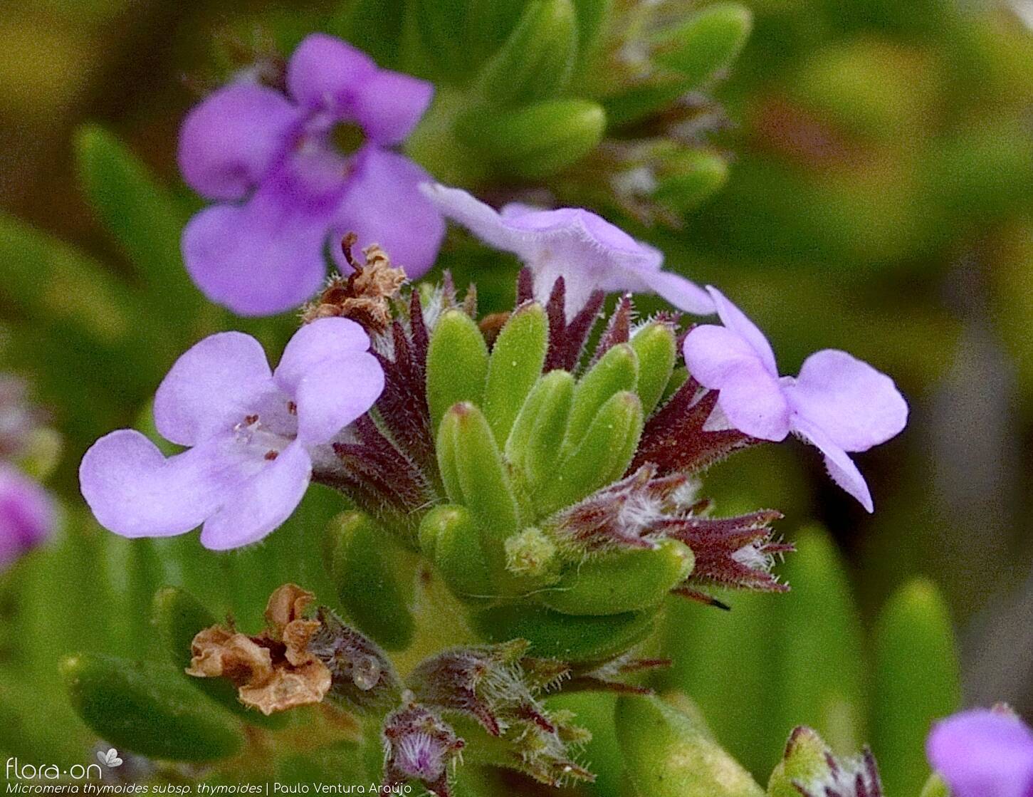 Micromeria thymoides - Flor (close-up) | Paulo Ventura Araújo; CC BY-NC 4.0