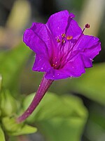 Mirabilis jalapa