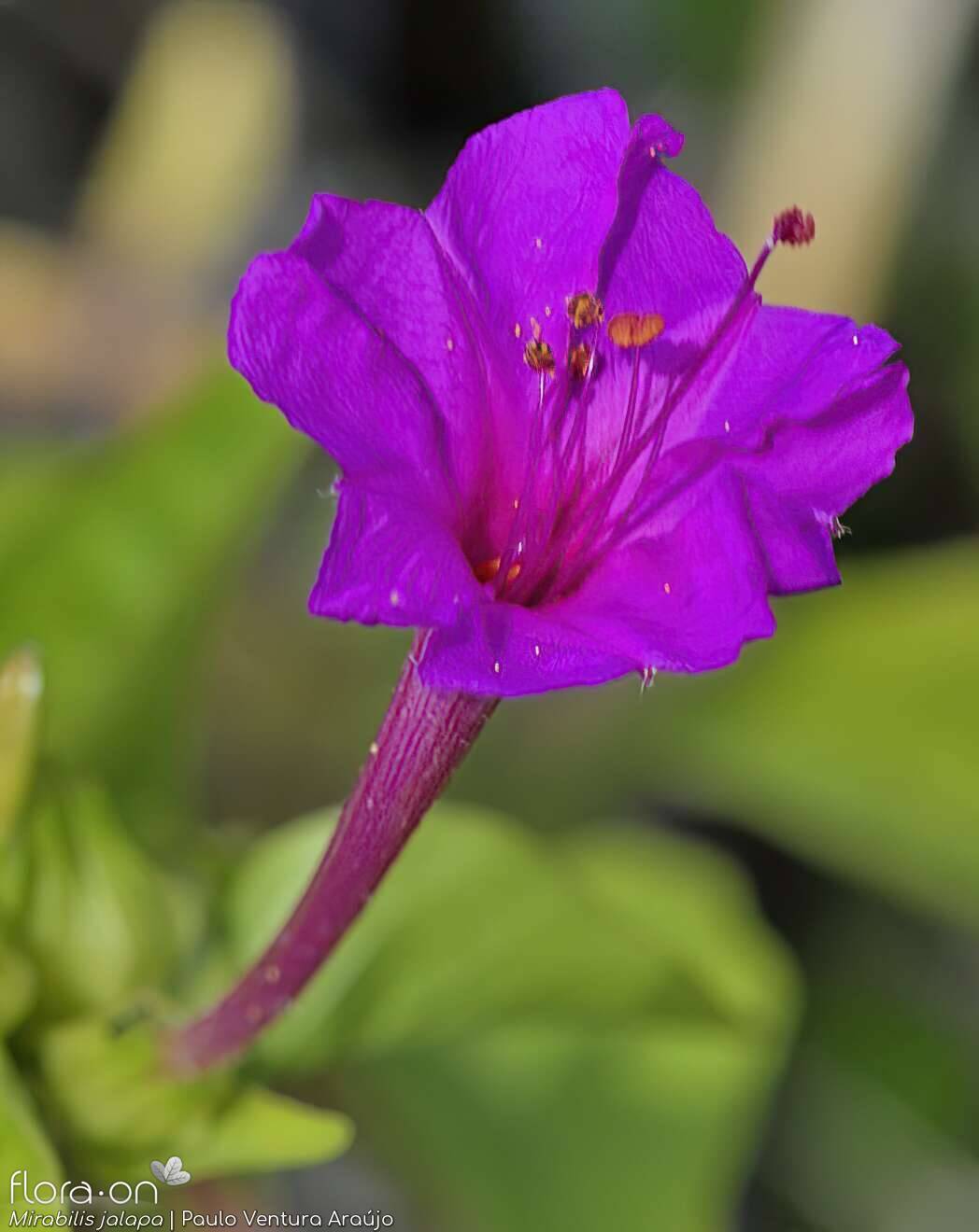 Mirabilis jalapa - Flor (close-up) | Paulo Ventura Araújo; CC BY-NC 4.0