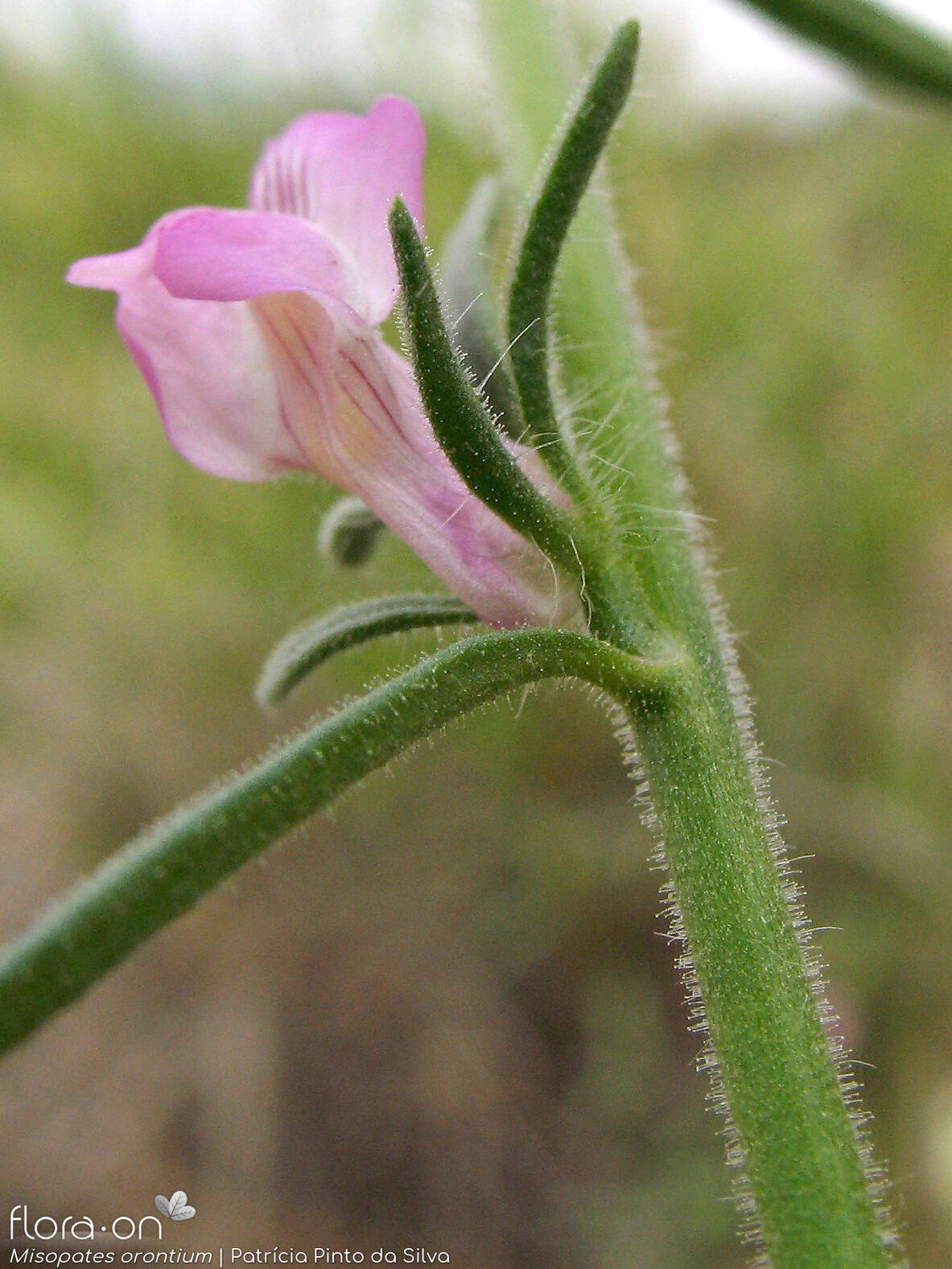 Misopates orontium - Flor (close-up) | Patrícia Pinto da Silva; CC BY-NC 4.0