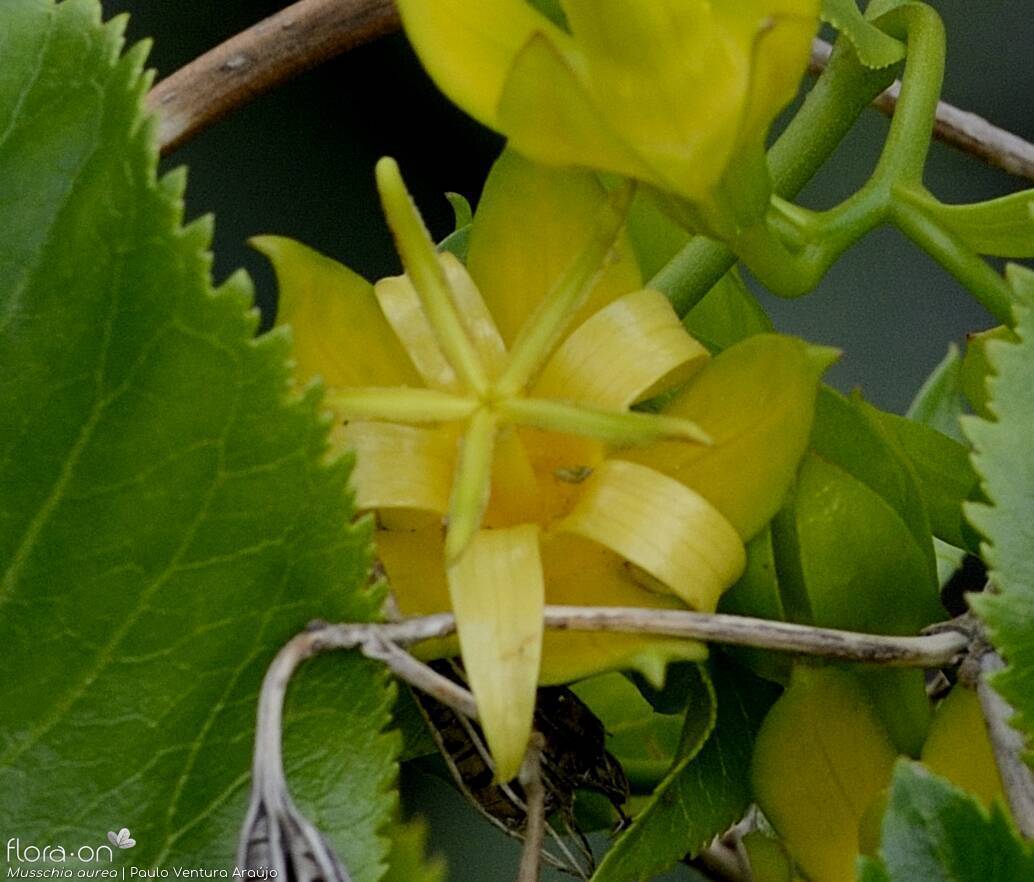 Musschia aurea - Flor (close-up) | Paulo Ventura Araújo; CC BY-NC 4.0