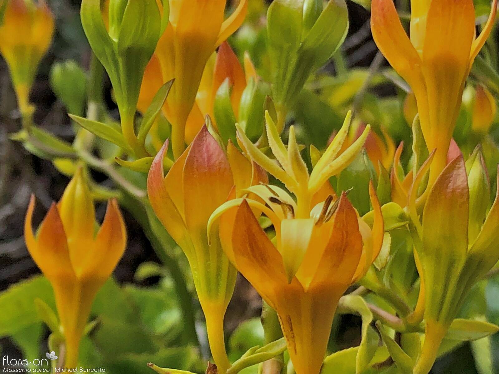 Musschia aurea - Flor (close-up) | Michael Benedito; CC BY-NC 4.0