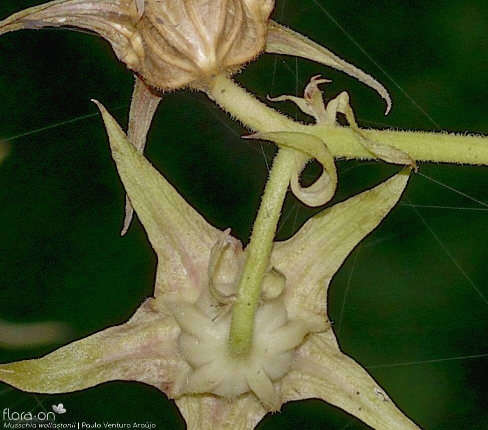 Musschia wollastonii - Flor (close-up) | Paulo Ventura Araújo; CC BY-NC 4.0