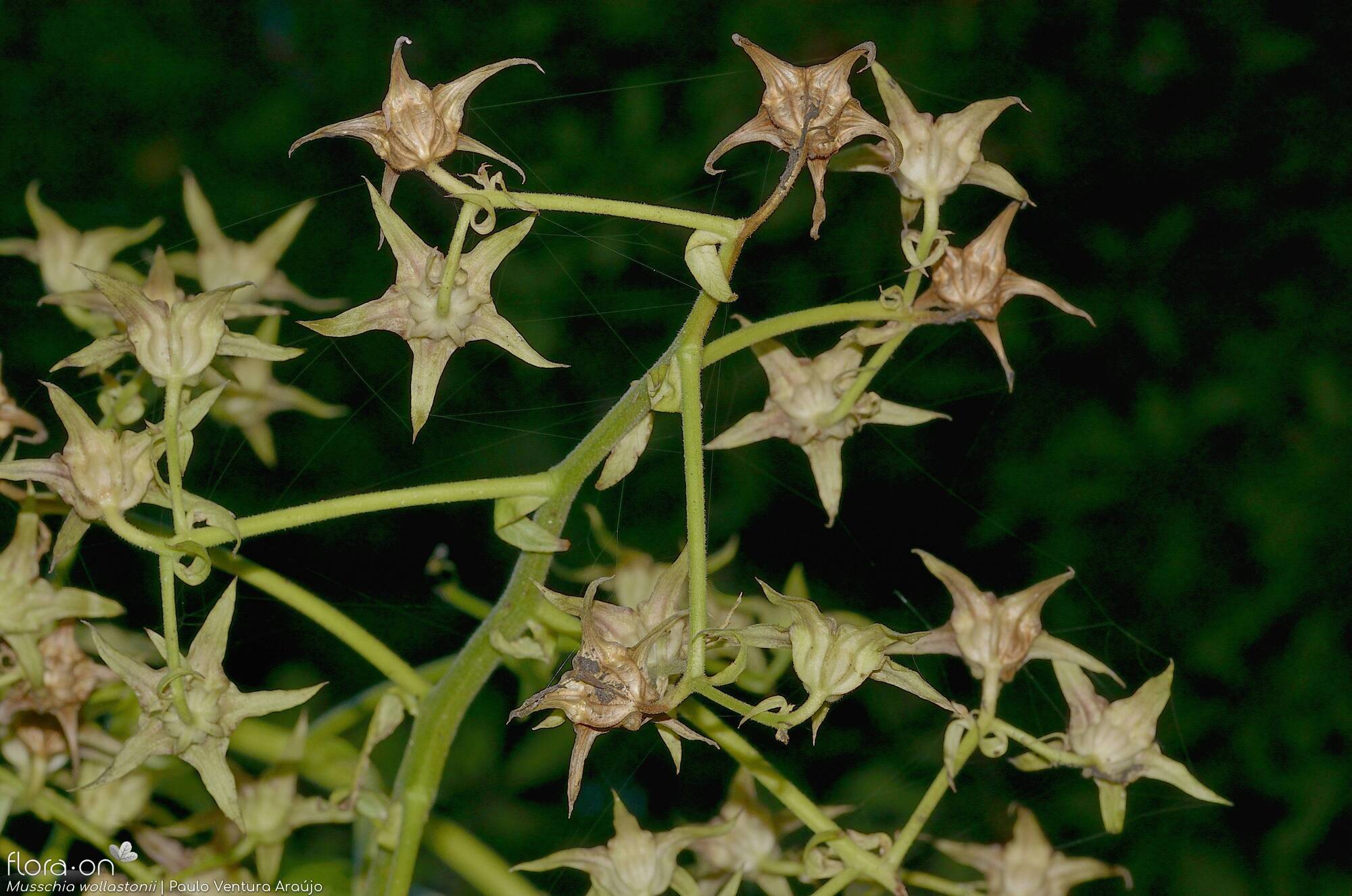 Musschia wollastonii - Flor (close-up) | Paulo Ventura Araújo; CC BY-NC 4.0