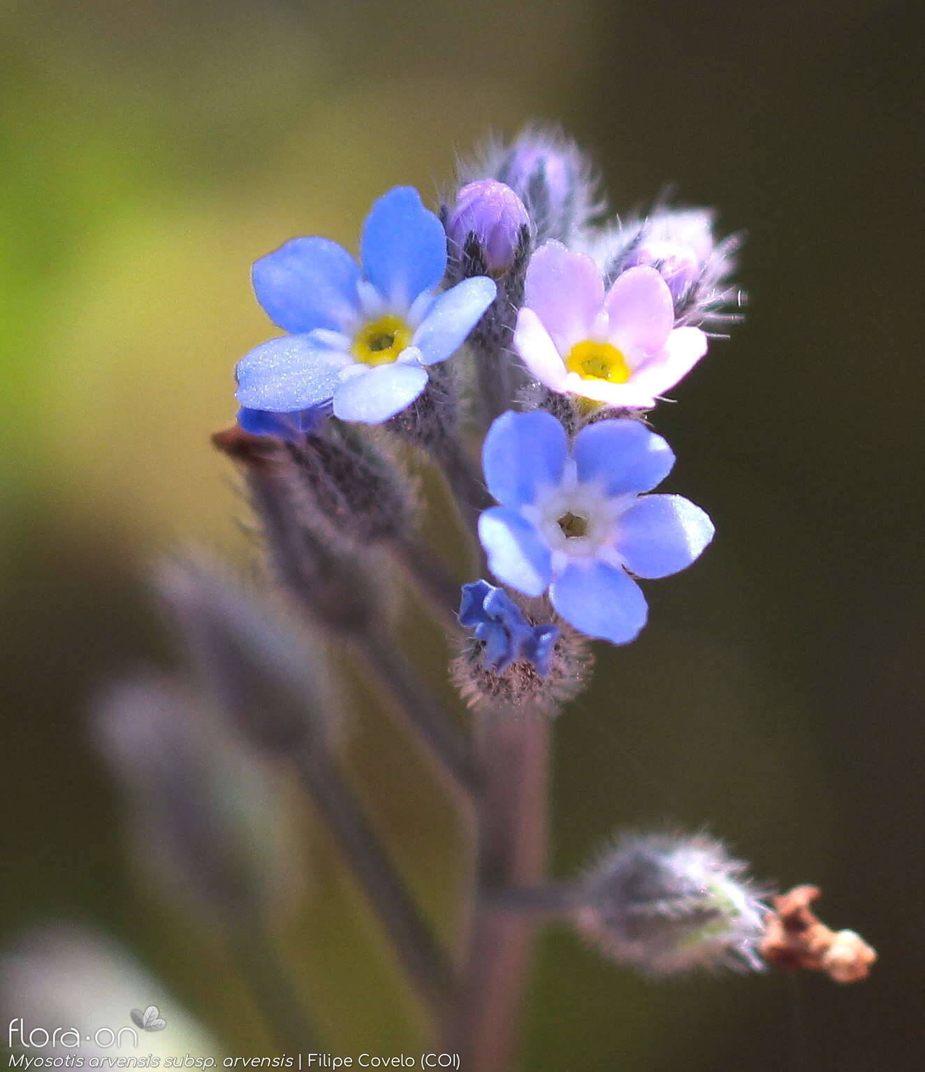 Myosotis arvensis arvensis - Flor (geral) | Filipe Covelo; CC BY-NC 4.0