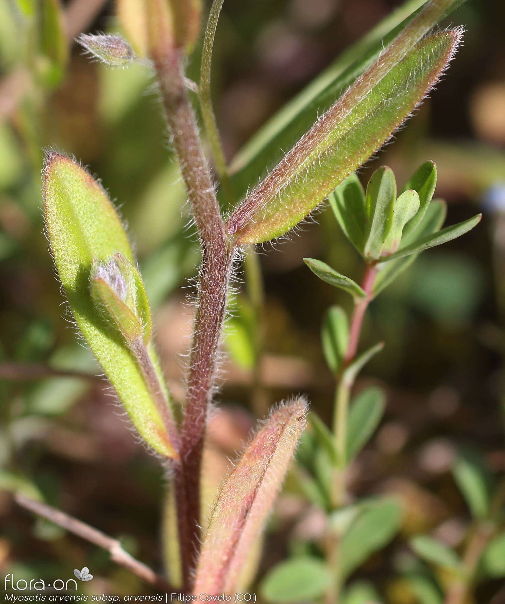 Myosotis arvensis arvensis - Folha (geral) | Filipe Covelo; CC BY-NC 4.0