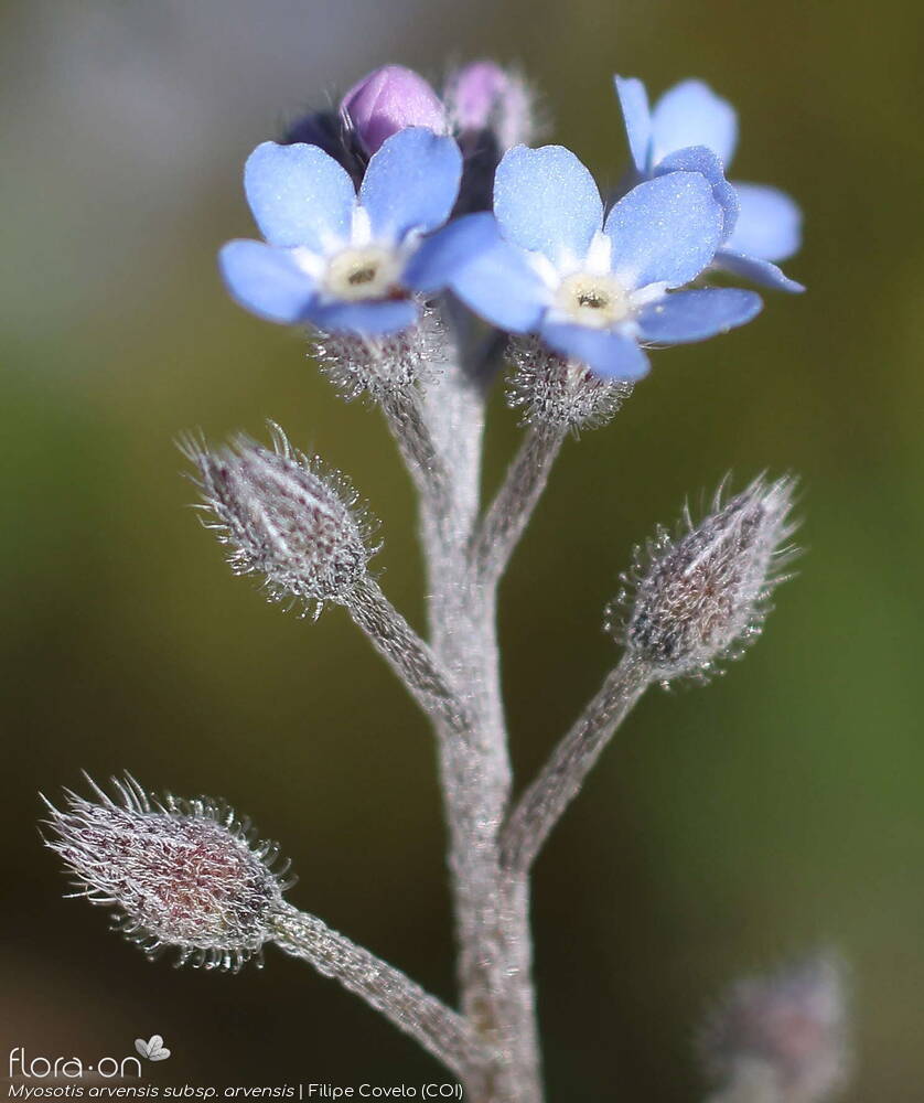 Myosotis arvensis