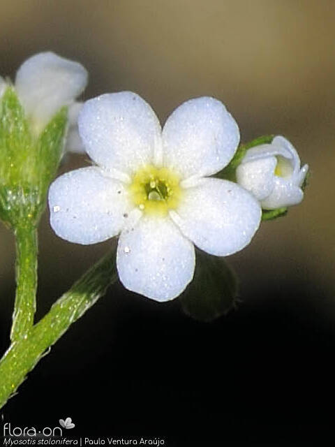 Myosotis stolonifera - Flor (close-up) | Paulo Ventura Araújo; CC BY-NC 4.0