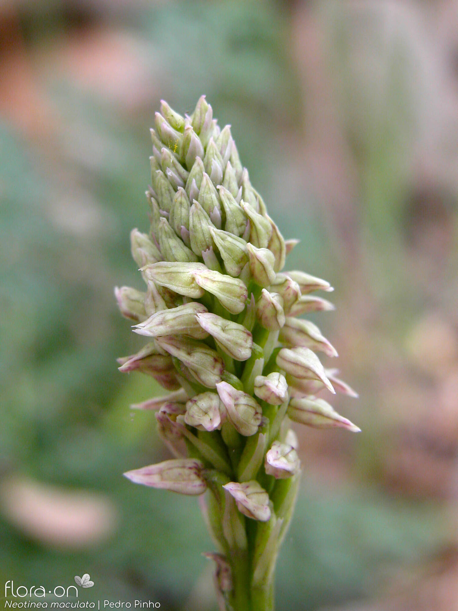 Neotinea maculata - Flor (geral) | Pedro Pinho; CC BY-NC 4.0
