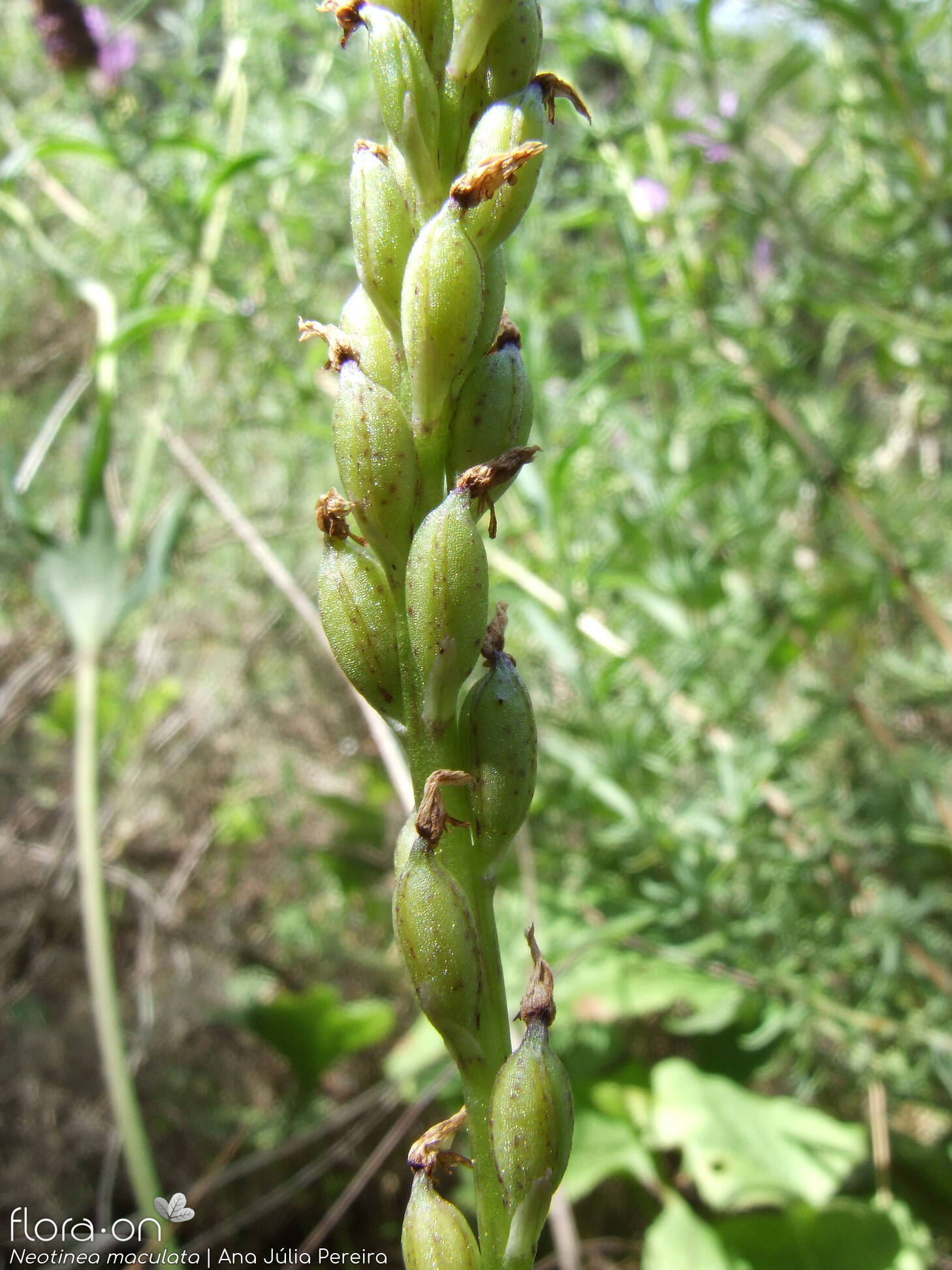 Neotinea maculata - Fruto | Ana Júlia Pereira; CC BY-NC 4.0