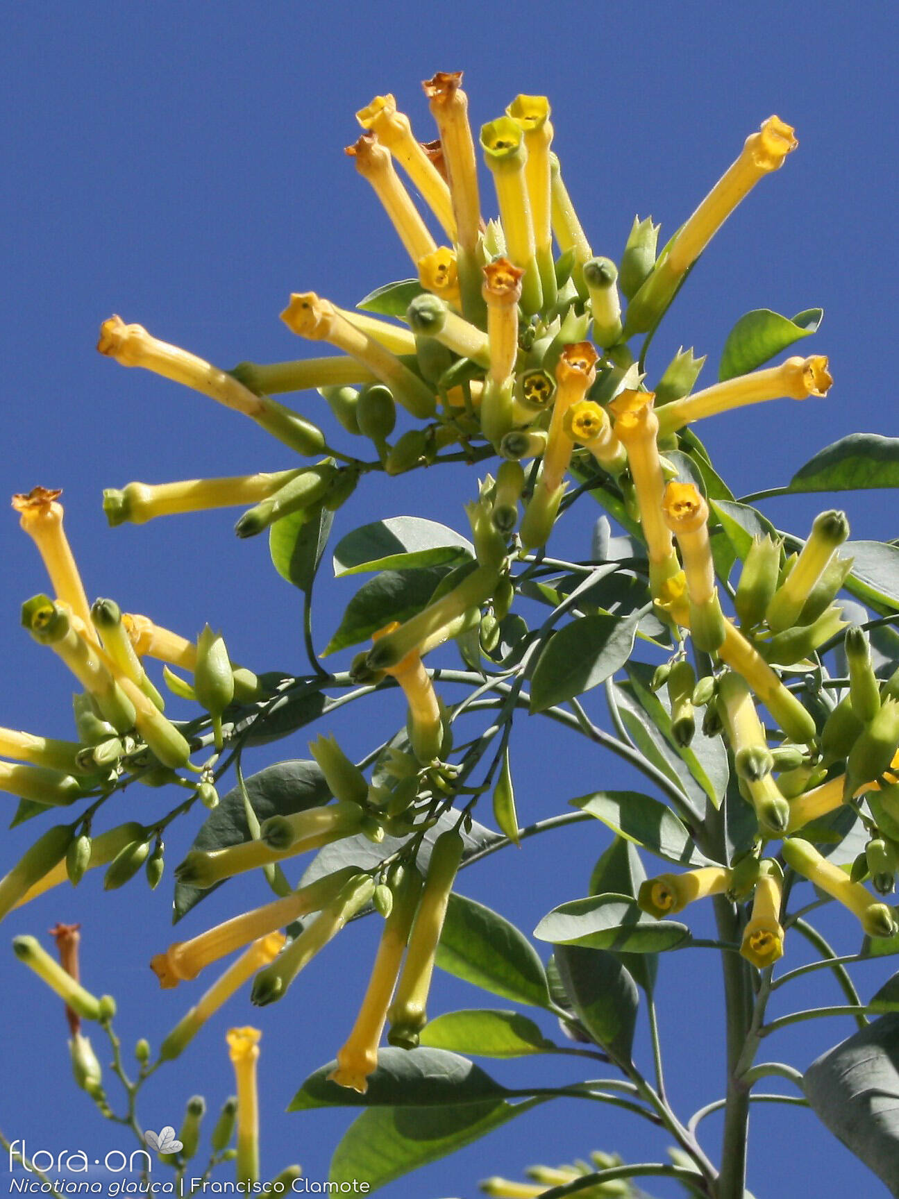 Nicotiana glauca - Flor (geral) | Francisco Clamote; CC BY-NC 4.0
