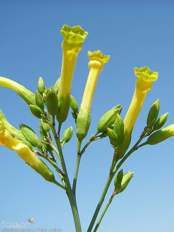 Nicotiana glauca - Flor (close-up) | Valter Jacinto; CC BY-NC 4.0