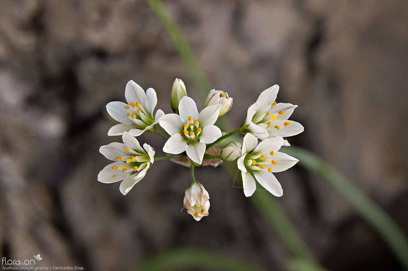 Nothoscordum gracile - Flor (geral) | Veríssimo Dias; CC BY-NC 4.0