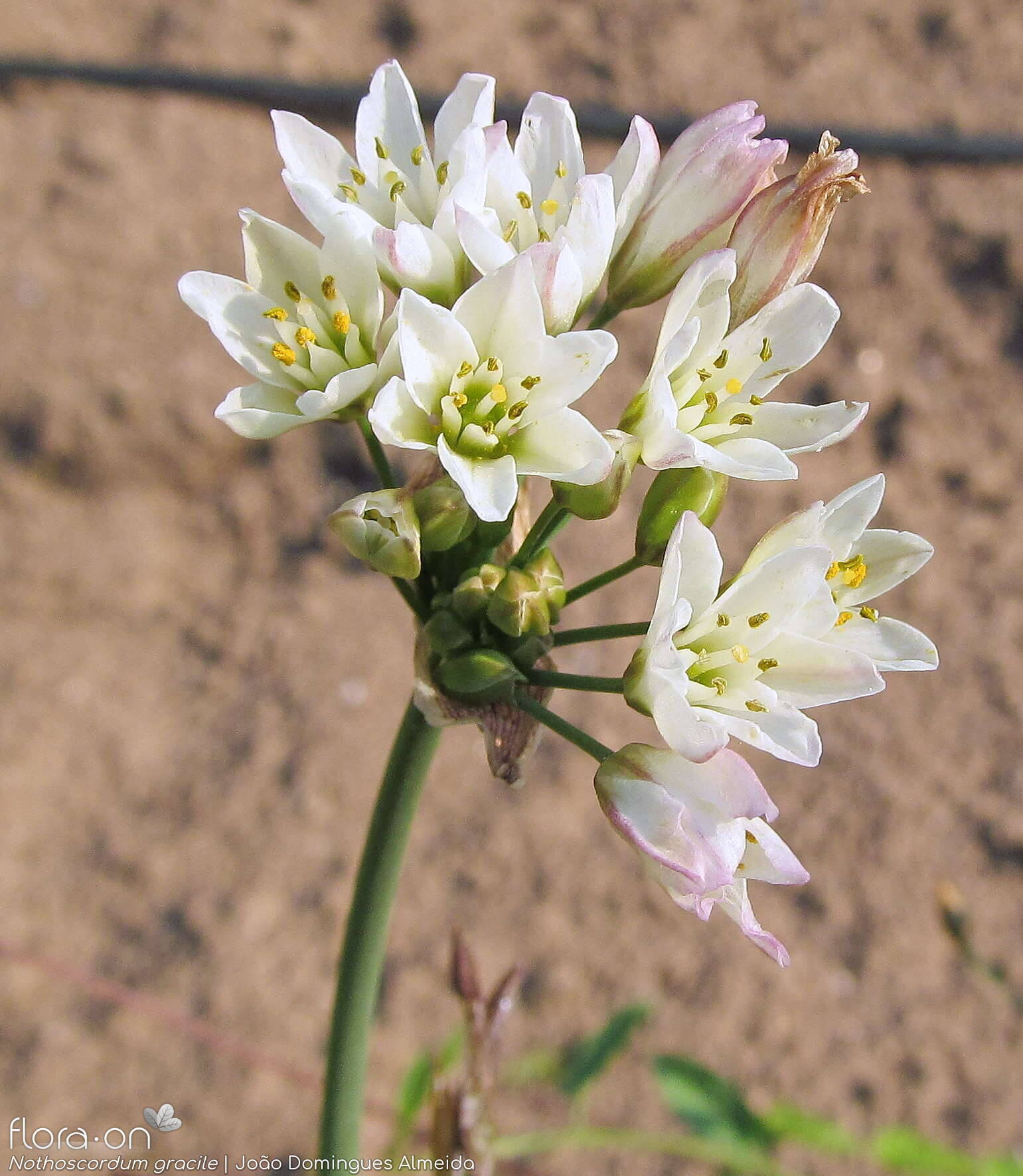 Nothoscordum gracile - Flor (geral) | João Domingues Almeida; CC BY-NC 4.0