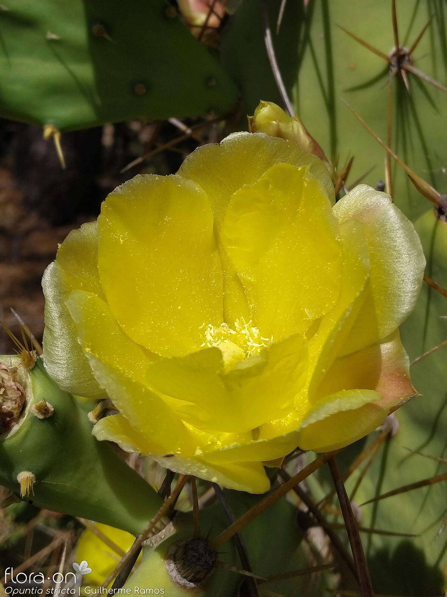 Opuntia stricta - Flor (close-up) | Guilherme Ramos; CC BY-NC 4.0