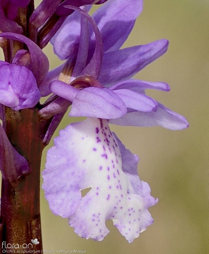 Orchis scopulorum - Flor (close-up) | Paulo Ventura Araújo; CC BY-NC 4.0