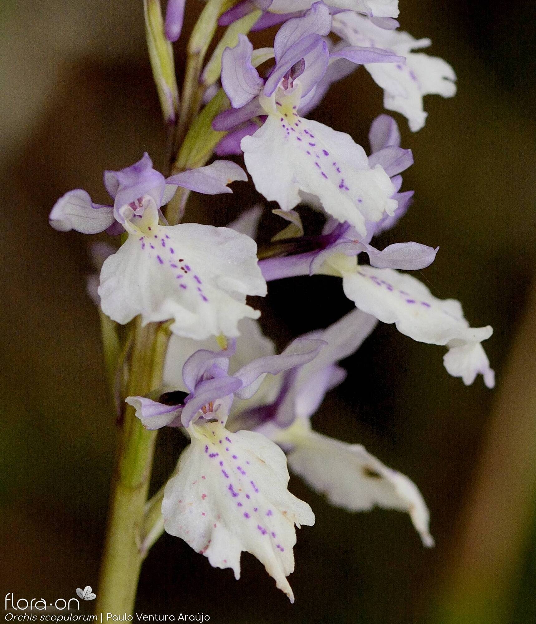 Orchis scopulorum - Flor (close-up) | Paulo Ventura Araújo; CC BY-NC 4.0