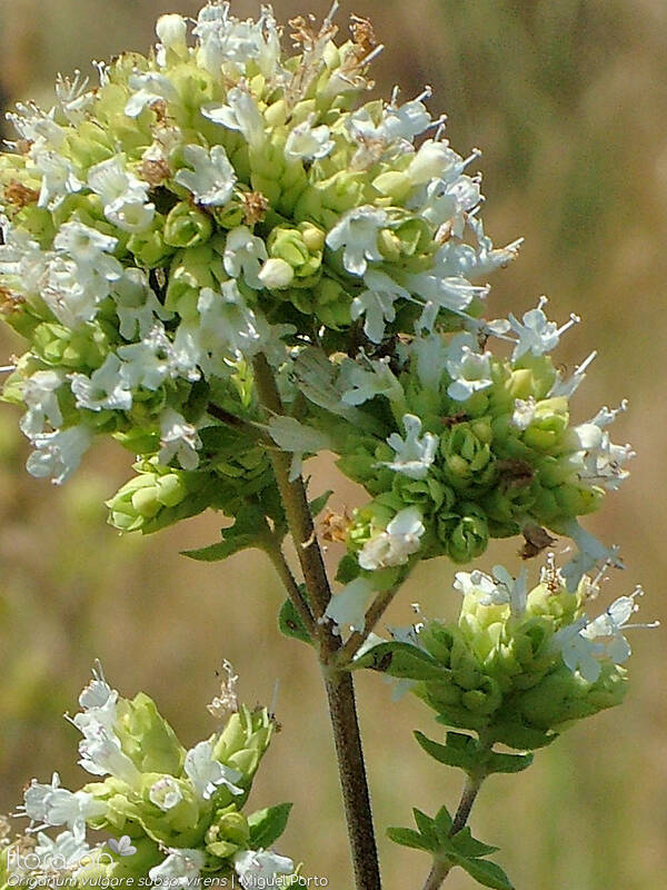 Origanum vulgare virens - Flor (close-up) | Miguel Porto; CC BY-NC 4.0