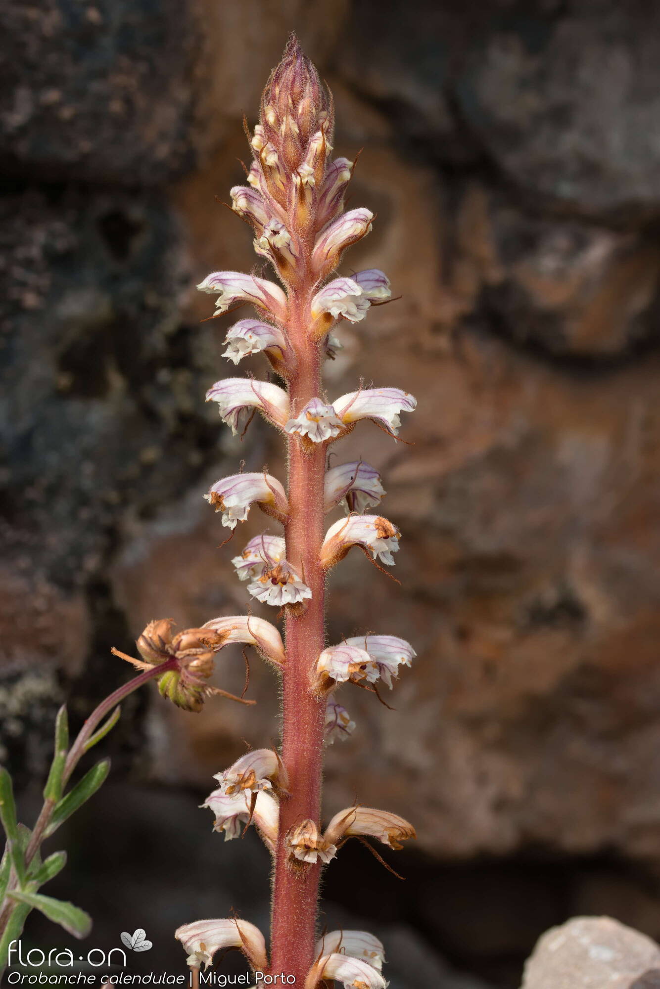 Orobanche calendulae - Hábito | Miguel Porto; CC BY-NC 4.0