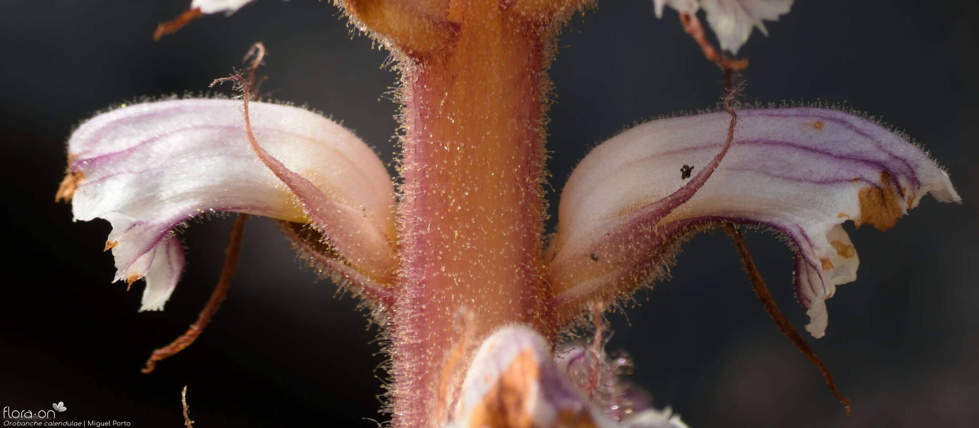 Orobanche calendulae - Flor (close-up) | Miguel Porto; CC BY-NC 4.0