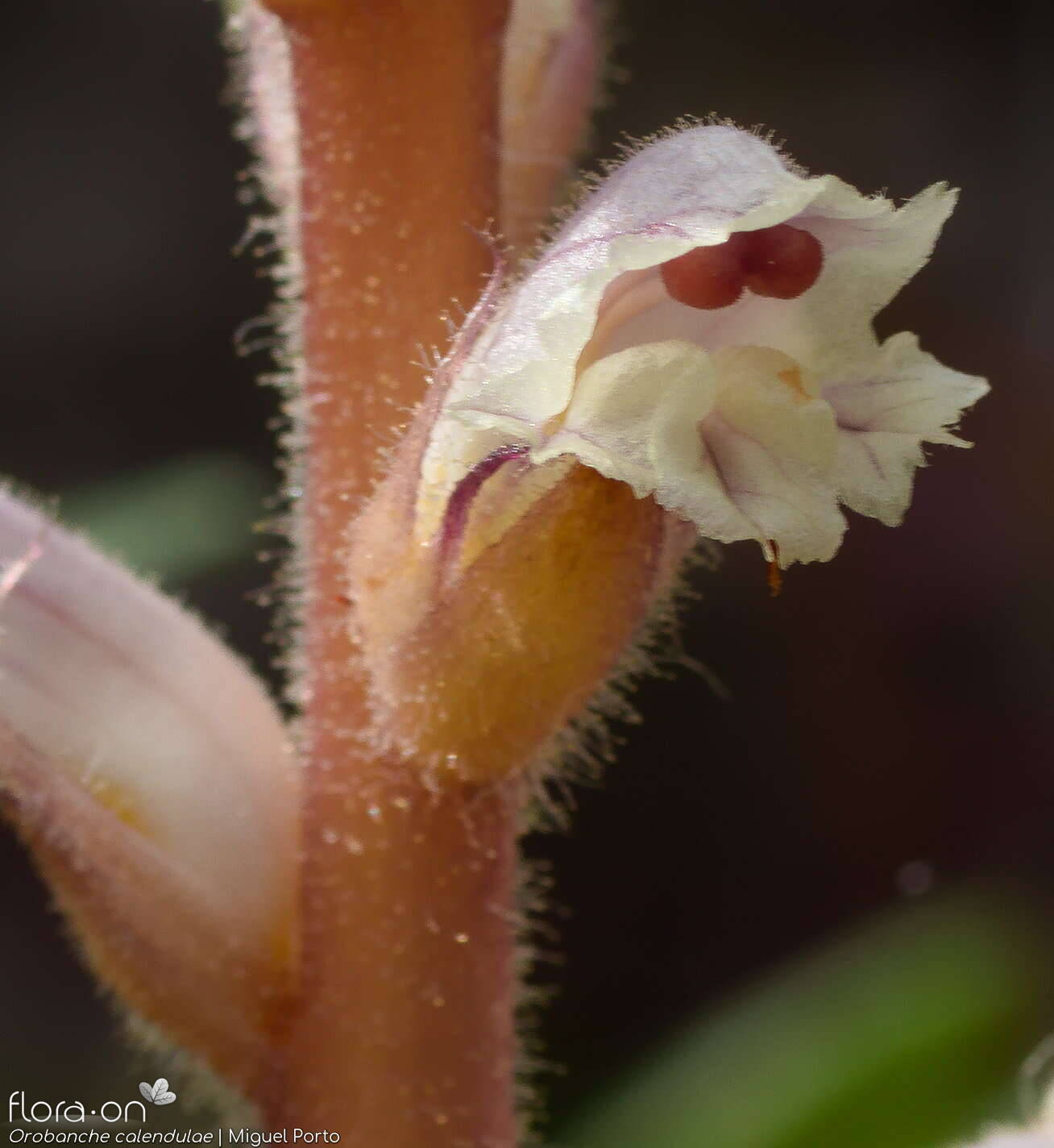 Orobanche calendulae - Flor (close-up) | Miguel Porto; CC BY-NC 4.0