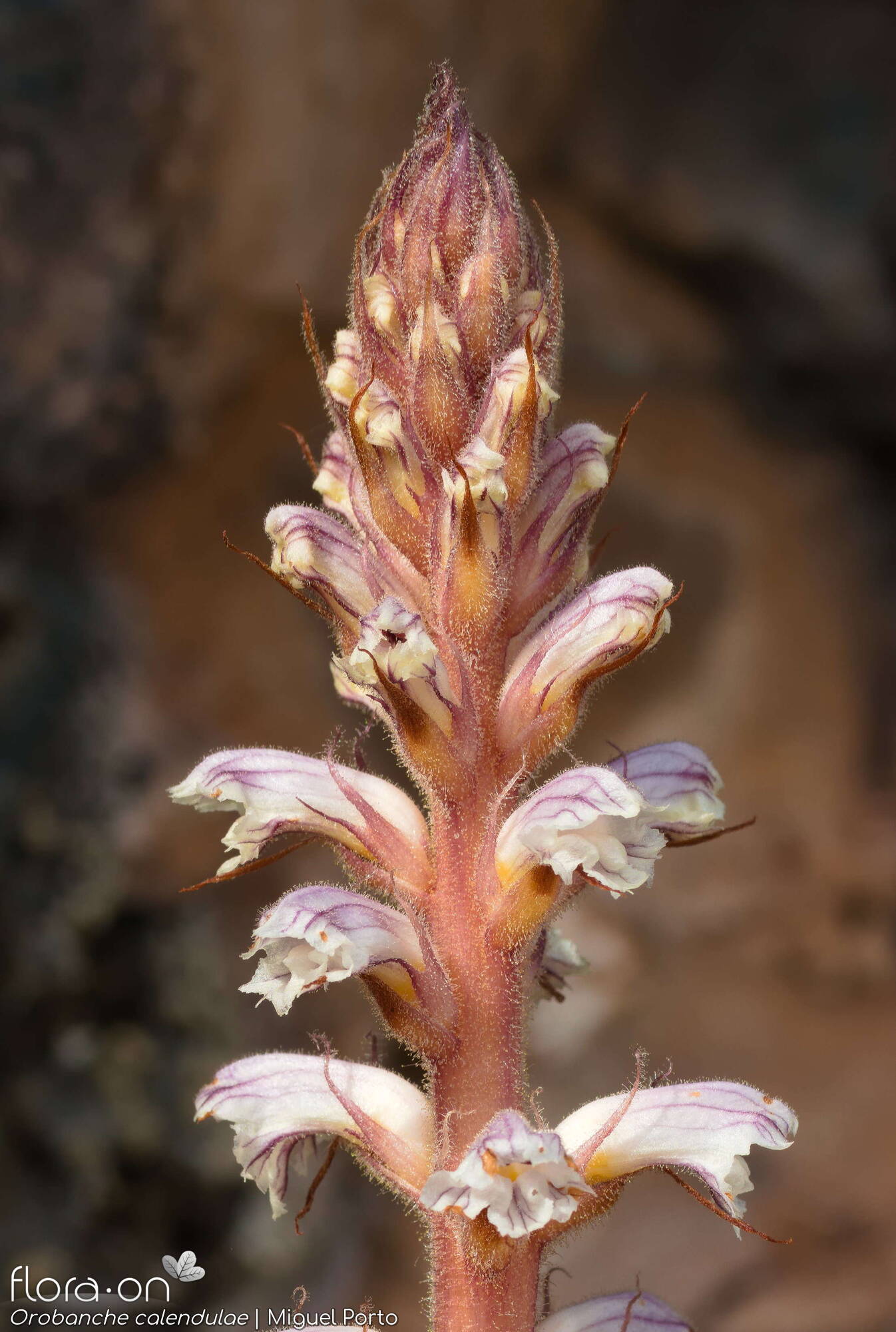 Orobanche calendulae - Flor (geral) | Miguel Porto; CC BY-NC 4.0