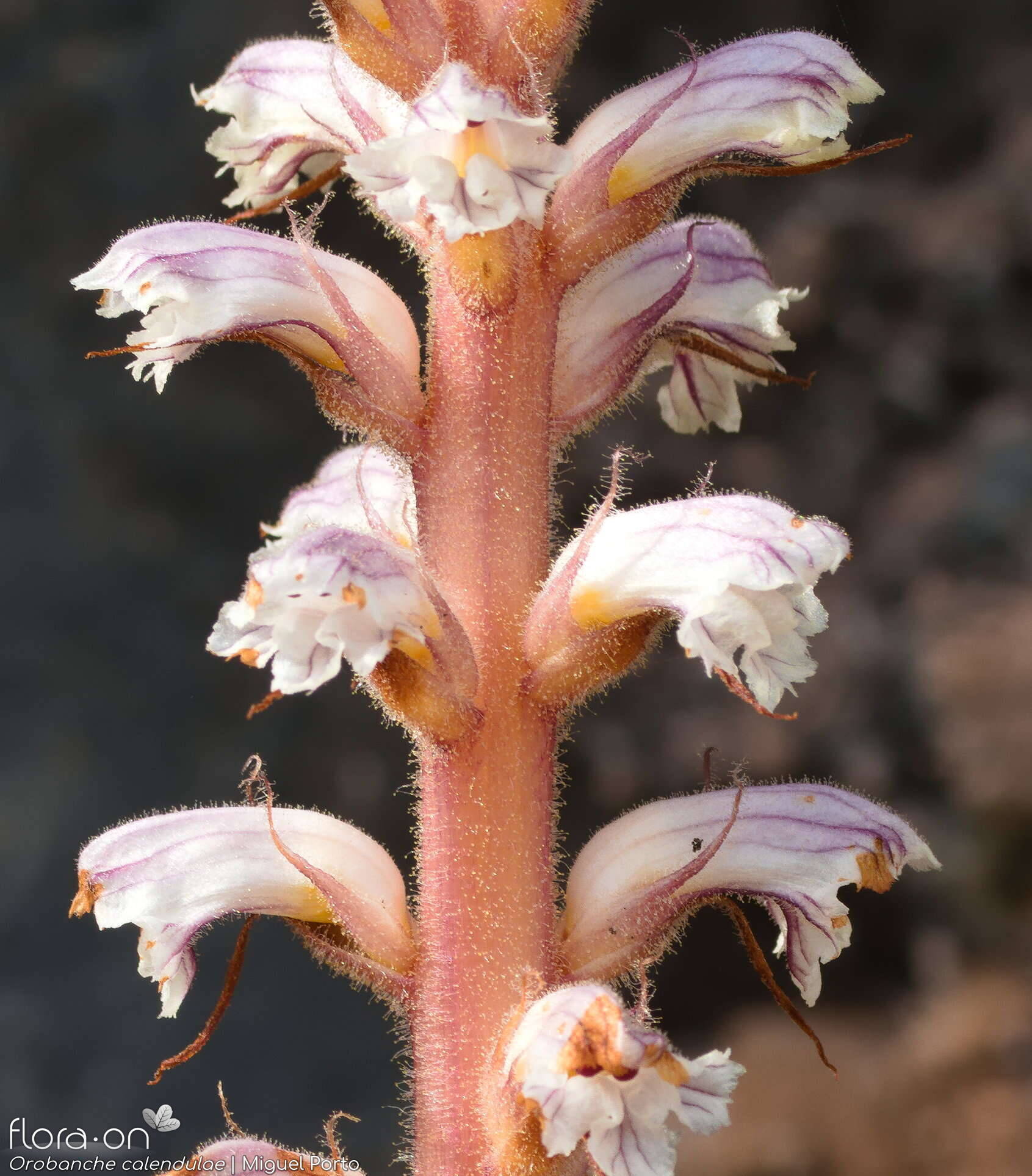 Orobanche calendulae - Flor (geral) | Miguel Porto; CC BY-NC 4.0