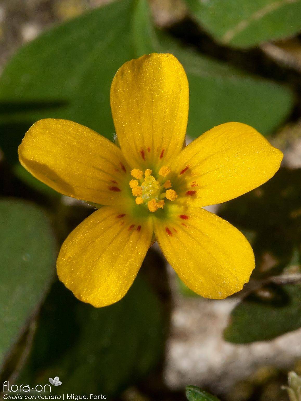 Oxalis corniculata - Flor (close-up) | Miguel Porto; CC BY-NC 4.0