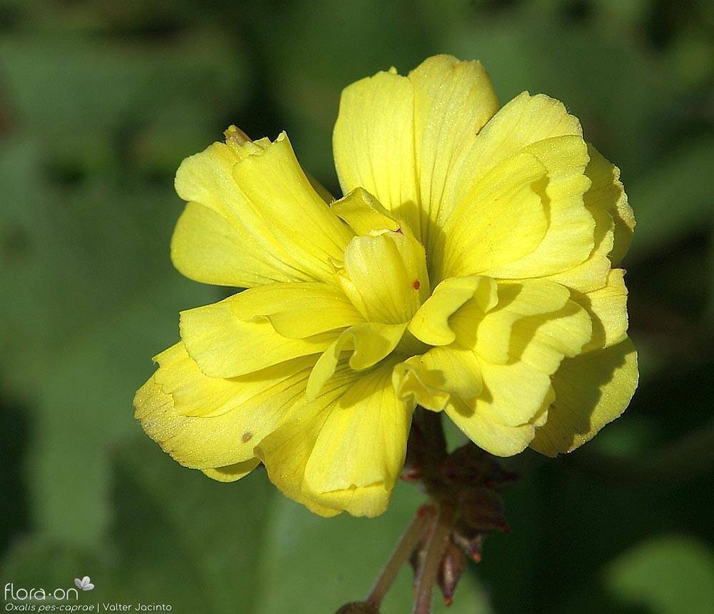 Oxalis pes-caprae - Flor (close-up) | Valter Jacinto; CC BY-NC 4.0