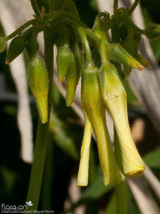 Oxalis pes-caprae - Flor (close-up) | Miguel Porto; CC BY-NC 4.0