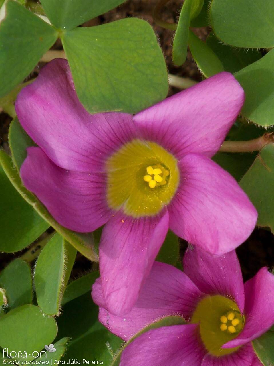 Oxalis purpurea - Flor (close-up) | Ana Júlia Pereira; CC BY-NC 4.0