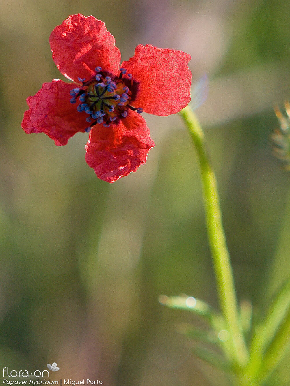 Papaver hybridum - Flor (geral) | Miguel Porto; CC BY-NC 4.0