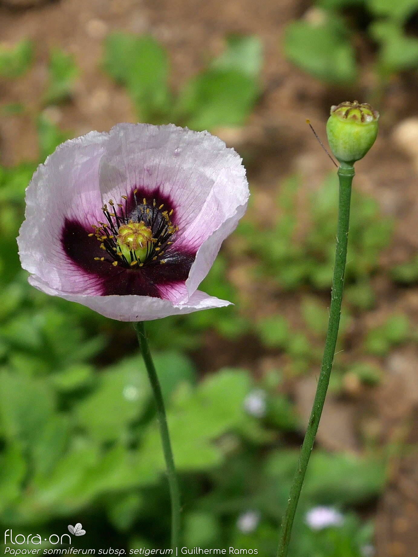 Papaver somniferum - Flor (geral) | Guilherme Ramos; CC BY-NC 4.0