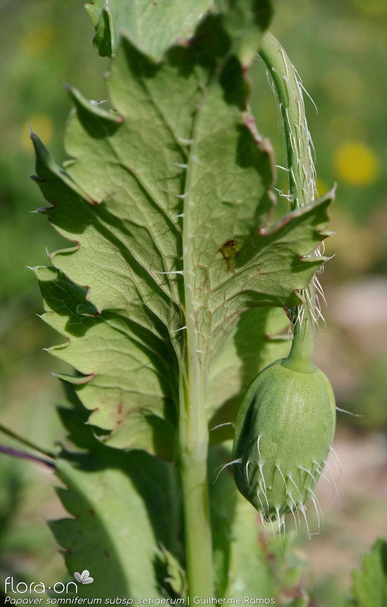 Papaver somniferum - Folha | Guilherme Ramos; CC BY-NC 4.0