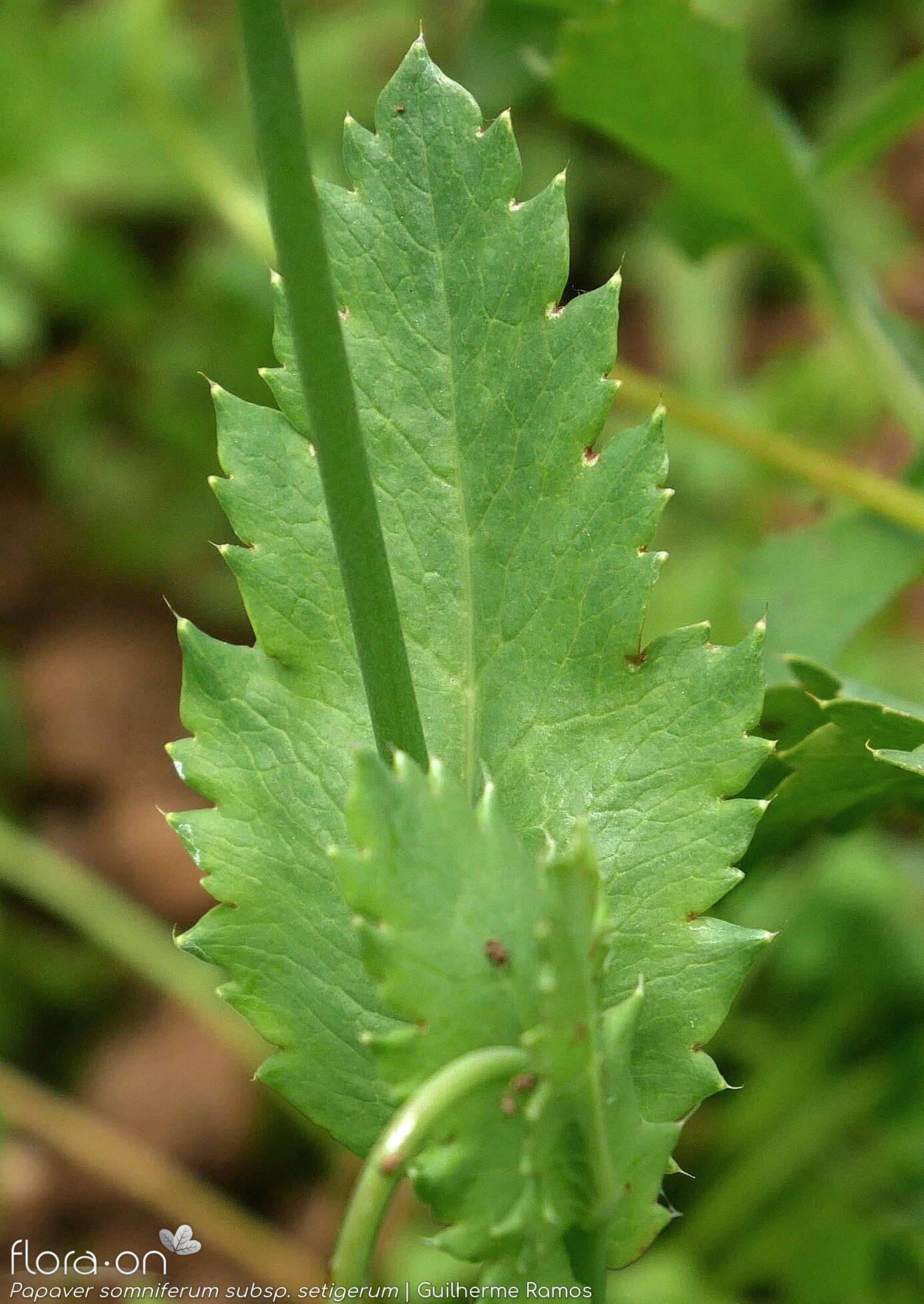 Papaver somniferum - Folha | Guilherme Ramos; CC BY-NC 4.0