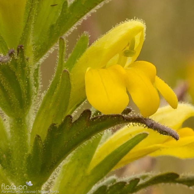 Parentucellia viscosa - Flor (close-up) | Miguel Porto; CC BY-NC 4.0