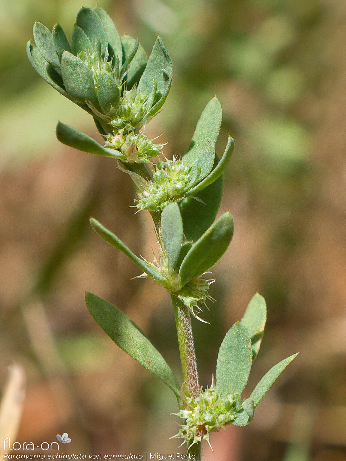 Paronychia echinulata echinulata - Flor (geral) | Miguel Porto; CC BY-NC 4.0
